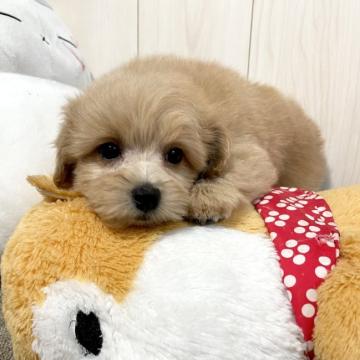 ミックス(母トイ・プードル×父ポメラニアン)【千葉県・女の子・2022年10月11日・クリーム】の写真「☆12月14日更新ポメプーの女の子☆」