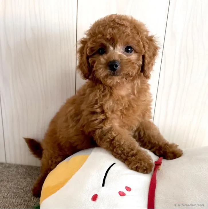 ID:2205-02901の子犬