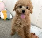 トイプードル(トイ)【千葉県・女の子・2021年11月3日・アプリコット】の写真2「☆2月17日撮影☆」