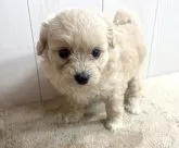 ミックス(母トイ・プードル×父ポメラニアン)【千葉県・女の子・2023年3月30日・クリーム】の写真3「☆5月12日撮影☆」