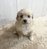 ミックス(母トイ・プードル×父ポメラニアン)【千葉県・女の子・2023年3月30日・クリーム】の写真4「☆5月12日撮影☆」