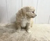 ミックス(母トイ・プードル×父ポメラニアン)【千葉県・女の子・2023年3月30日・クリーム】の写真5「☆5月12日撮影☆」