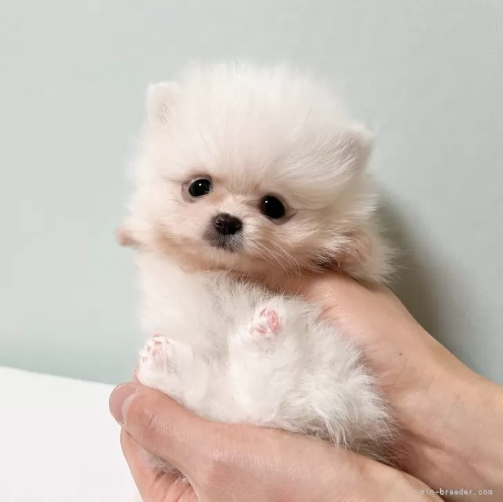 ID：2503-00272の子犬