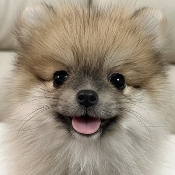 ポメラニアン【大阪府・男の子・2025年8月22日・オレンジセーブル】の写真「ハイクオリティ✨完璧なフォルムたぬき顔です💞」