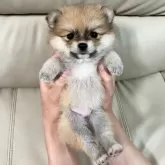 ポメラニアン