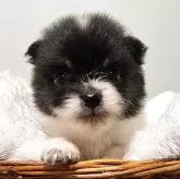 ポメラニアン