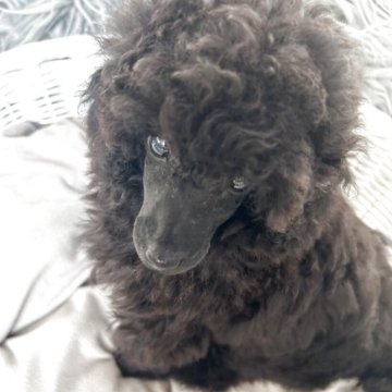 トイプードル(トイ)【福島県・女の子・2025年8月20日・ブラック】の写真「SMASHの血統で、立ち姿もとてもキレイです。」