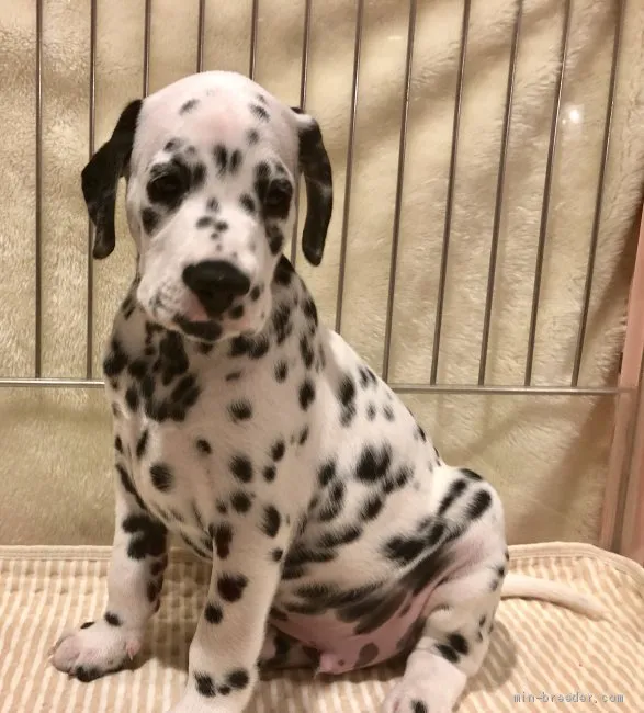 ID：1910-00223の子犬