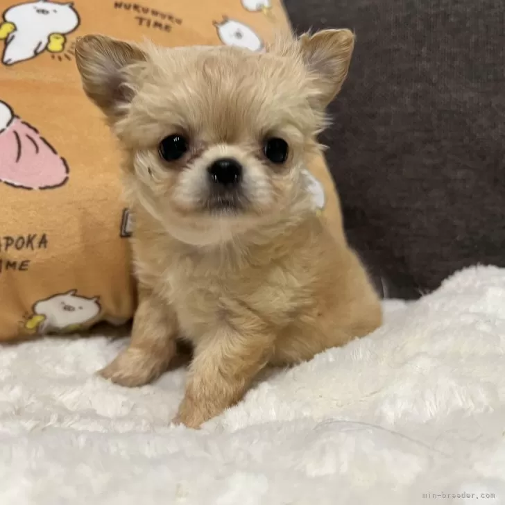 ID:2412-00347の子犬