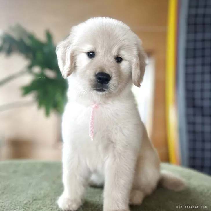 ID:2505-03897の子犬