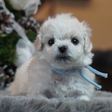 ビションフリーゼ【兵庫県・男の子・2025年11月9日・ホワイト 】の写真「ふわふわおっとりBOY🩵」