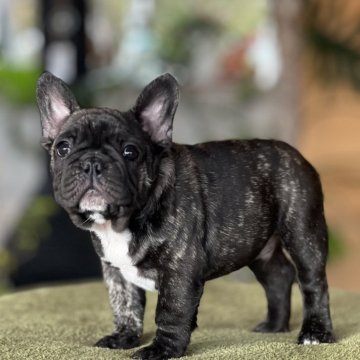 フレンチブルドッグ【兵庫県・男の子・2025年9月12日・ブリンドル】の写真「ショートボディーでコロコロ🧡
温厚な性格BOY」