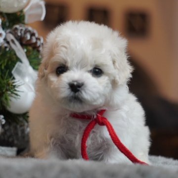 ビションフリーゼ【兵庫県・女の子・2025年11月9日・ホワイト】の写真「ふわふわおっとりgirl❤️」
