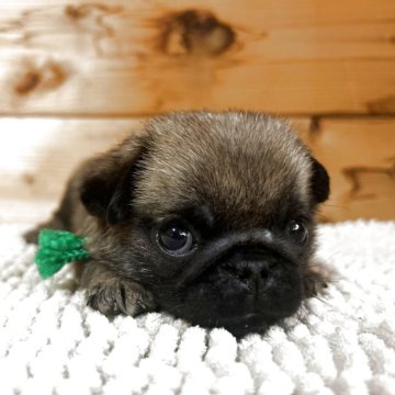 パグ【兵庫県・男の子・2025年7月10日・フォーン】の写真「おっとりボーイ💚
父犬　JKCチャンピオン👑」