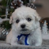 ビションフリーゼ