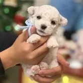 ビションフリーゼ