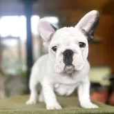 フレンチブルドッグ