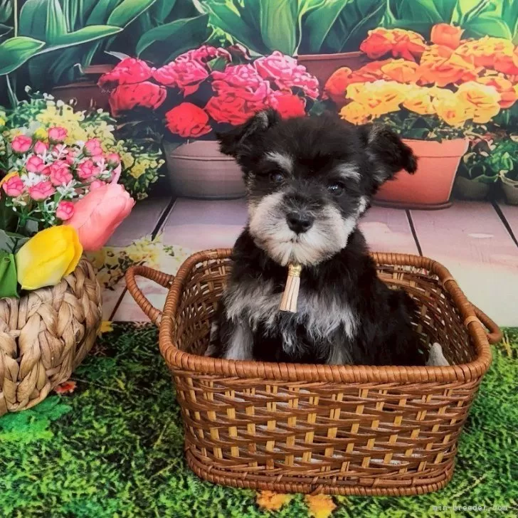 ID:2505-00395の子犬
