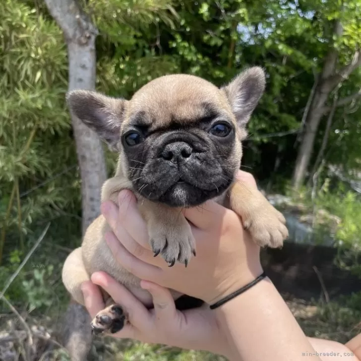 ID：2505-04605の子犬
