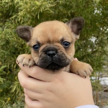 フレンチブルドッグ【奈良県・女の子・2025年10月24日・フォーン】の写真「フォーン４兄妹の女の子🩷」