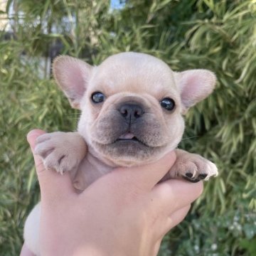 フレンチブルドッグ【奈良県・男の子・2025年7月27日・クリーム】の写真「クリームの男の子💛」