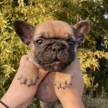 フレンチブルドッグ【奈良県・男の子・2025年7月27日・フォーン】の写真「フォーンの男の子💙」