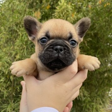 フレンチブルドッグ【奈良県・男の子・2025年10月24日・フォーン】の写真「フォーン４兄妹の男の子💙」