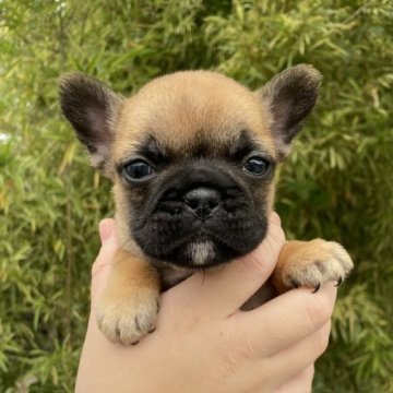 フレンチブルドッグ【奈良県・女の子・2025年10月24日・フォーン(レッドフォーン)】の写真「フォーン４兄妹の女の子❤️」