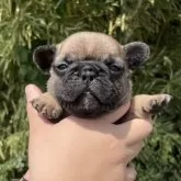 フレンチブルドッグ