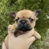 フレンチブルドッグ【奈良県・女の子・2025年10月24日・フォーン】の写真4