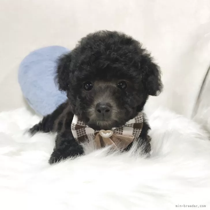 ID：2504-03854の子犬