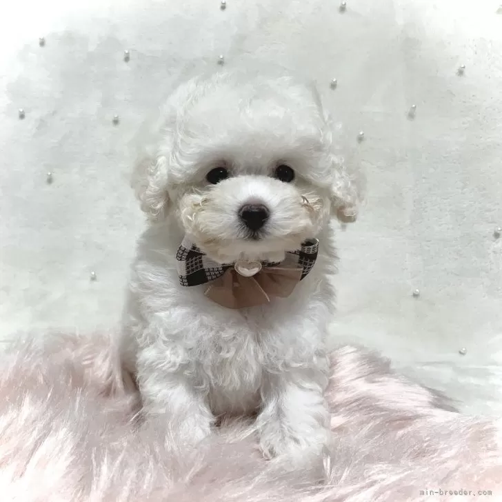 ID：2411-05184の子犬
