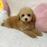 タイニープードル