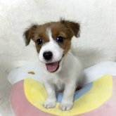 ジャックラッセルテリア