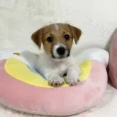 ジャックラッセルテリア