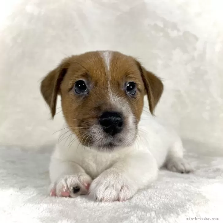 ID:2312-02101の子犬