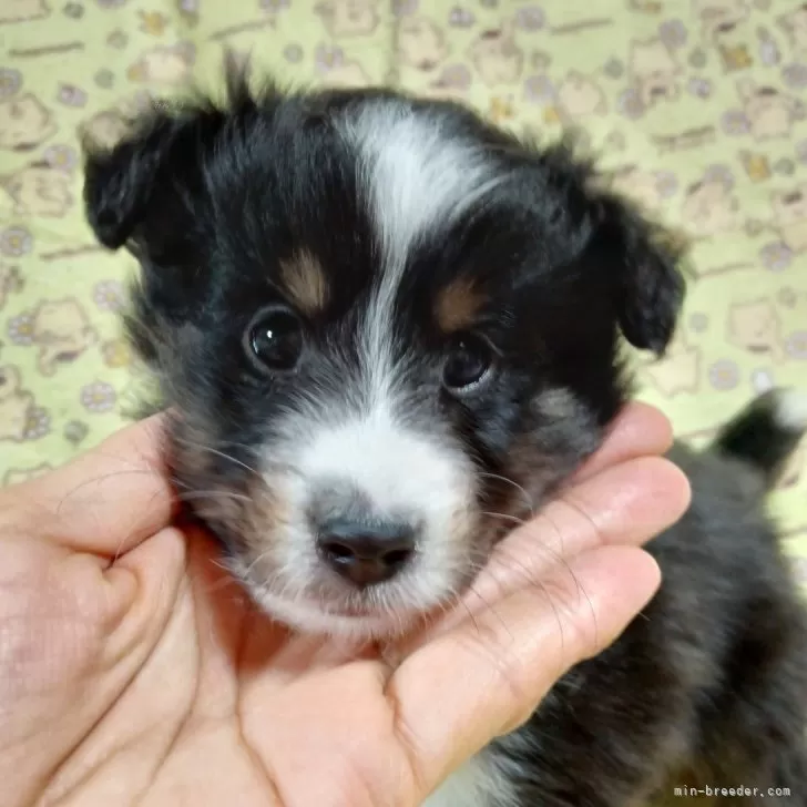 ID:2501-05630の子犬