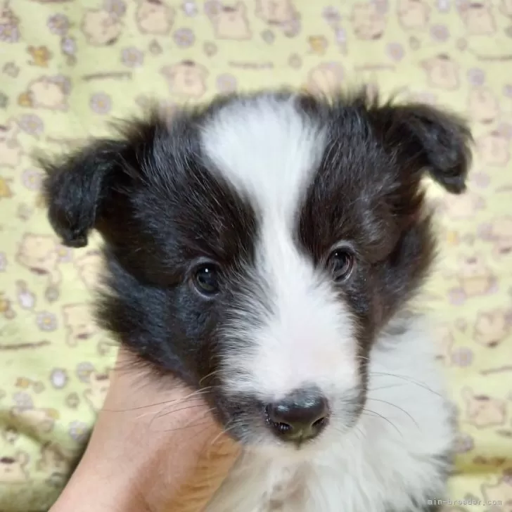 ID:2501-05618の子犬