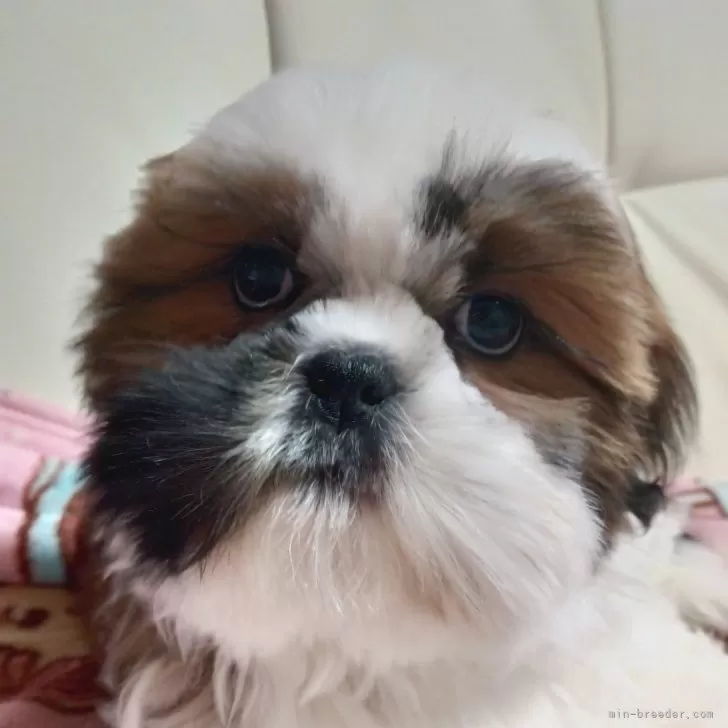 ID:2501-01288の子犬