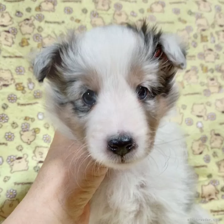 ID:2501-05606の子犬