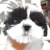 シーズー