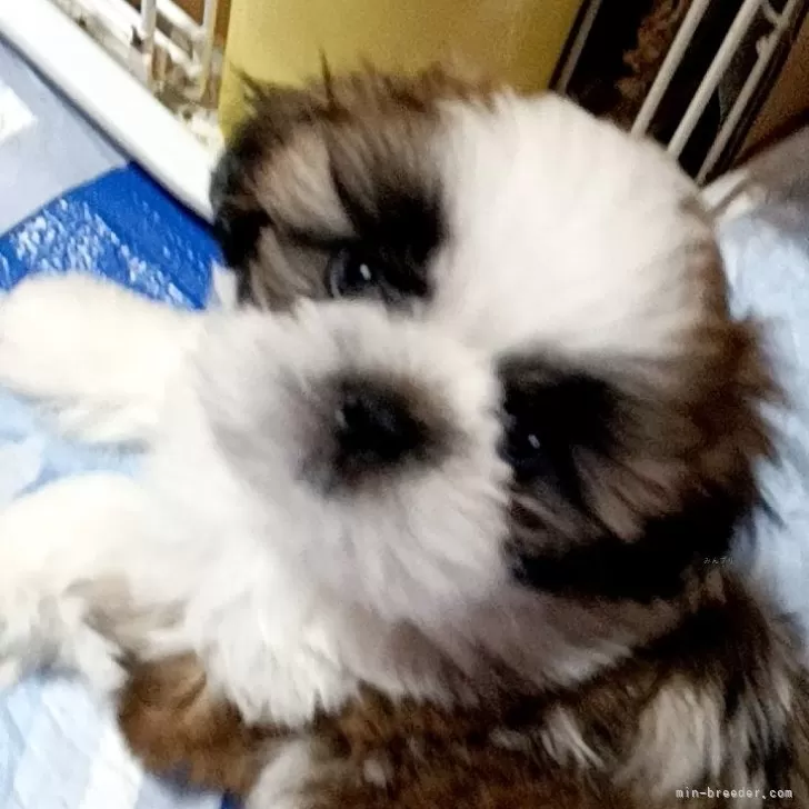 ID:2405-01166の子犬