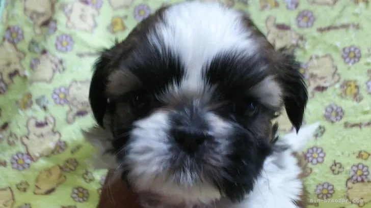 ID：2311-03520の子犬