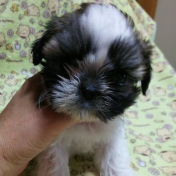 シーズー【静岡県・男の子・2023年10月12日・ゴールド&ホワイト】の写真「穏やかな子」