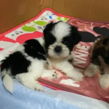 シーズー【静岡県・男の子・2023年7月30日・ブラック&ホワイト】の写真「笑顔の可愛い僕」