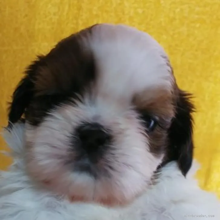 ID：2205-04065の子犬