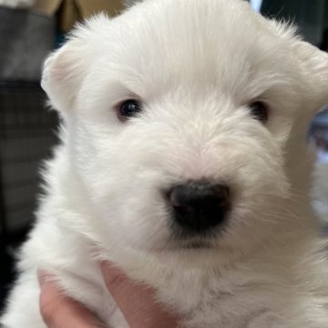 サモエド【北海道・男の子・2024年11月27日・ホワイト】の写真「かわいい男の子」