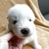 サモエド