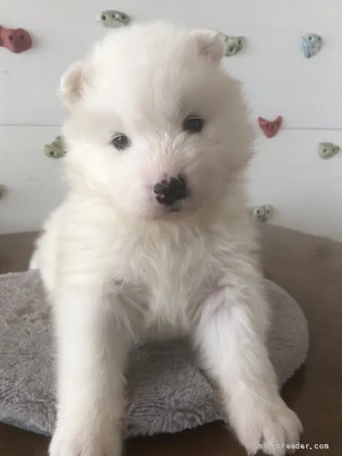 ID:2201-01102の子犬