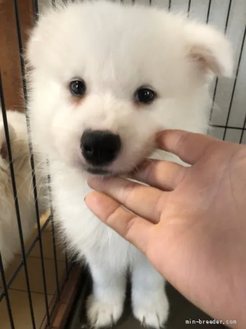 ID:2201-03480の子犬